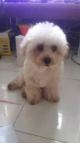 POODLE TOY 20CM JANTAN GARANSI