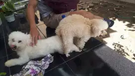 POODLE JANTAN MURAH TOY POODLE 20CM