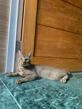 Kucing abyssinian