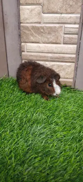 Marmut/guinea pig Tedy jr