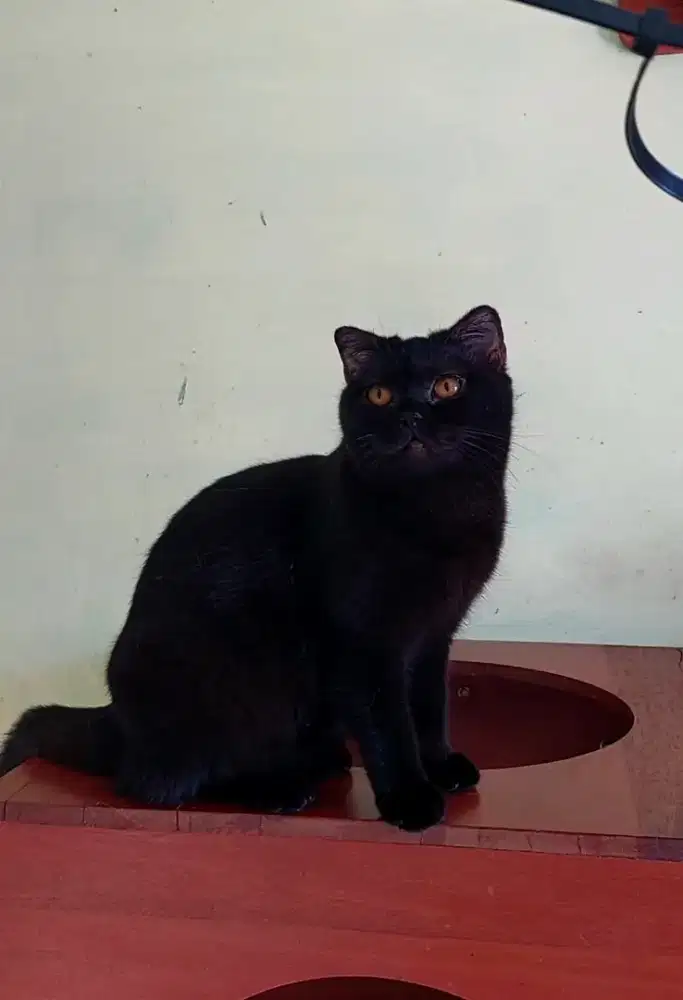 BSH X Scottish fold