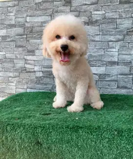 DIJUAL CEPAT MINIPOM, POODLE, BICHON