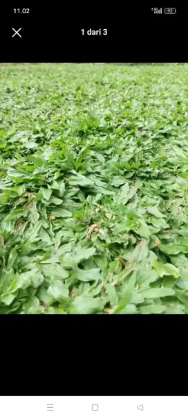 Jual rumput gajah mini 1mtr persegi