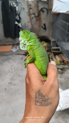 Green iguana +/- 45cm