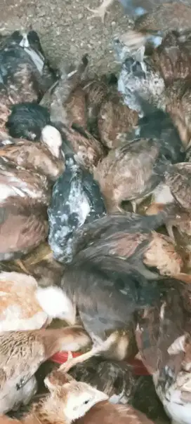 Anak ayam kampung usia 2 BLN. Harga hitungan kg