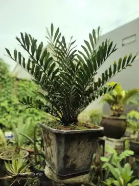 Encephalartos ferox