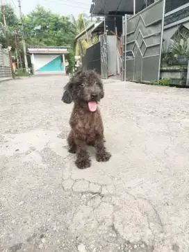 Poodle betina choco