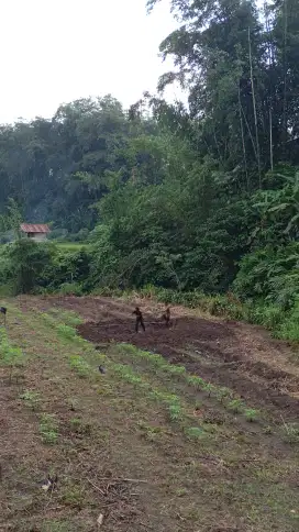 Di Butuhkan Penjaga dan Merawat Kebun Amanah