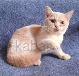 Kucing british shorthair BSH non PeD