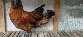 Ayam polandia batik kanada indukan