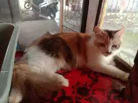 Kucing Persia calico