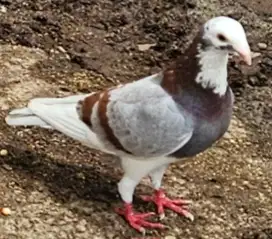 Merpati Giant Racing Pigeon