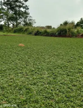 Rumput taman gajah mini