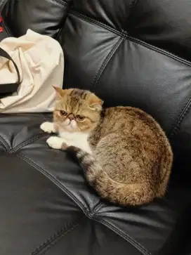 Jual borongan 2 ekor Exotic Cat show quality (ICA)