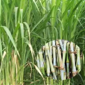 Makanan Ternak Rumput gajah bibit rumput