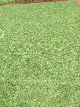Rumput gajah mini parung