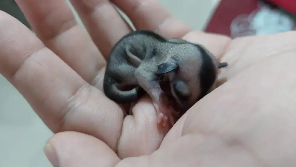 Dijual Sugar Glider Grey Jantan