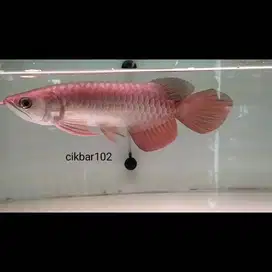 Arwana golden red arowana Super Red