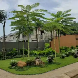 Pohon solobium atau pakis Brazil 3 meter