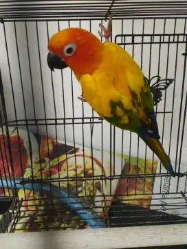 Sun conure dewasa