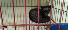 Musang Pandan Ekor Putih Betina 8 bln + kandang