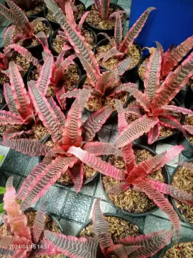 Crypthantus Elaine batik pink