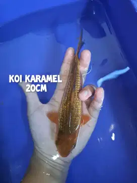 Koi Karamel blitar