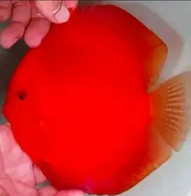 Ikan Discus Red Melon Best 1,5-2cm