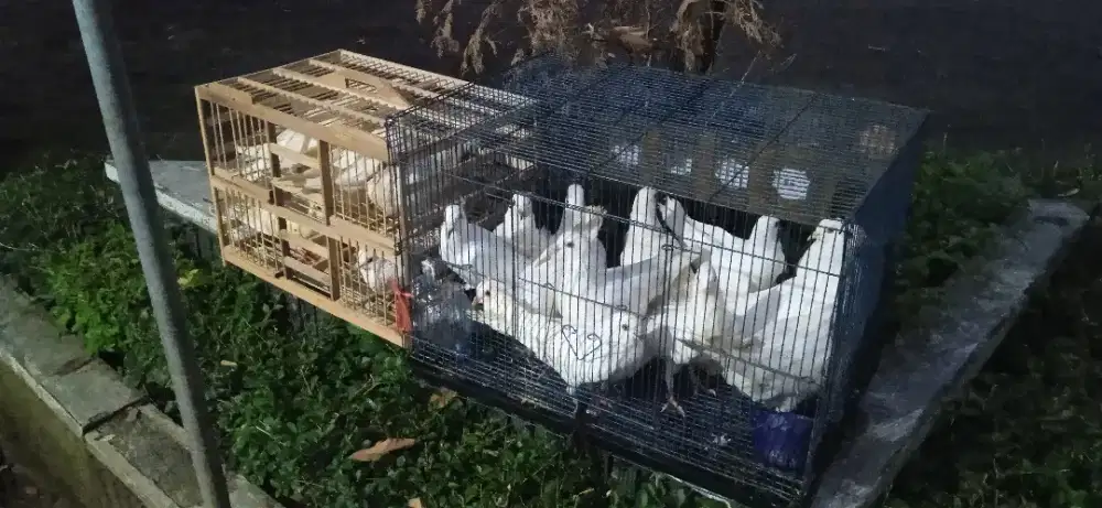 merpati putih polos untuk wedding or kematian