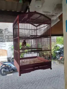 Burung anis macan atau amnan+sangkar burung udah bunyi ngeplong