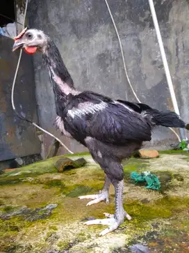 Ayam pelung usia 2bulan