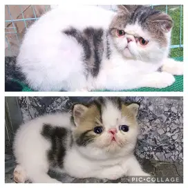 Kucing peaknose exotic Shorthair