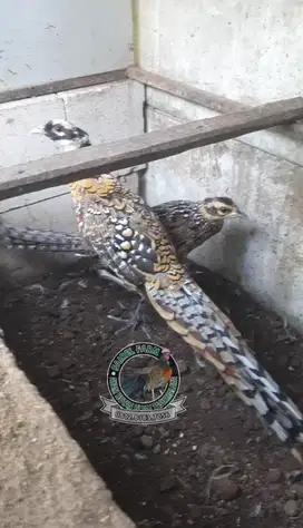 Reeves pheasant sepasang