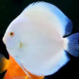 Ikan Discus White Diamon Albino 1,5-2cm