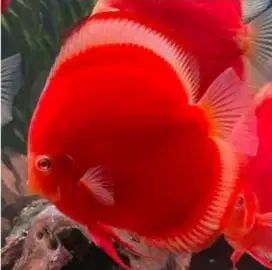 Ikan Discus super red melon helmet 1 cm