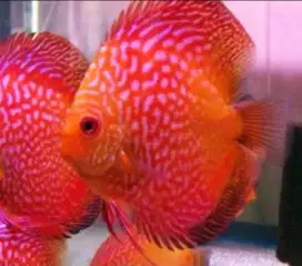 Ikan discus red pigeon 1,5-2Cm