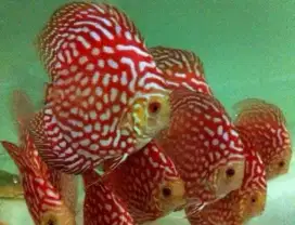 Ikan Discus Pigeon Cherry  Red Snack 1,5-2,5cm