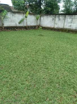 Rumput gajah mini