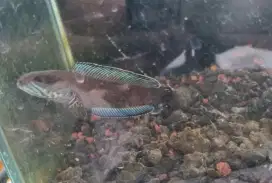Ikan channa andrao