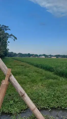 Dijual Tanah Nol Jalan Raya Bangsal Mojoanyar