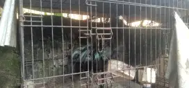 Jual ayam cemani sepasang
