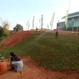 Rumput gajahan / gajah biasa berikut tanam