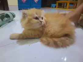 Persia kitten female longhair cream tabby