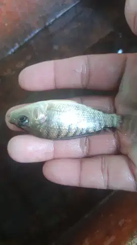 Bibit ikan nila kekar hormon