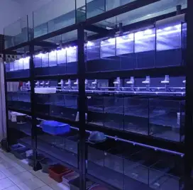 Aquarium Bersistem Semi Undergravel
