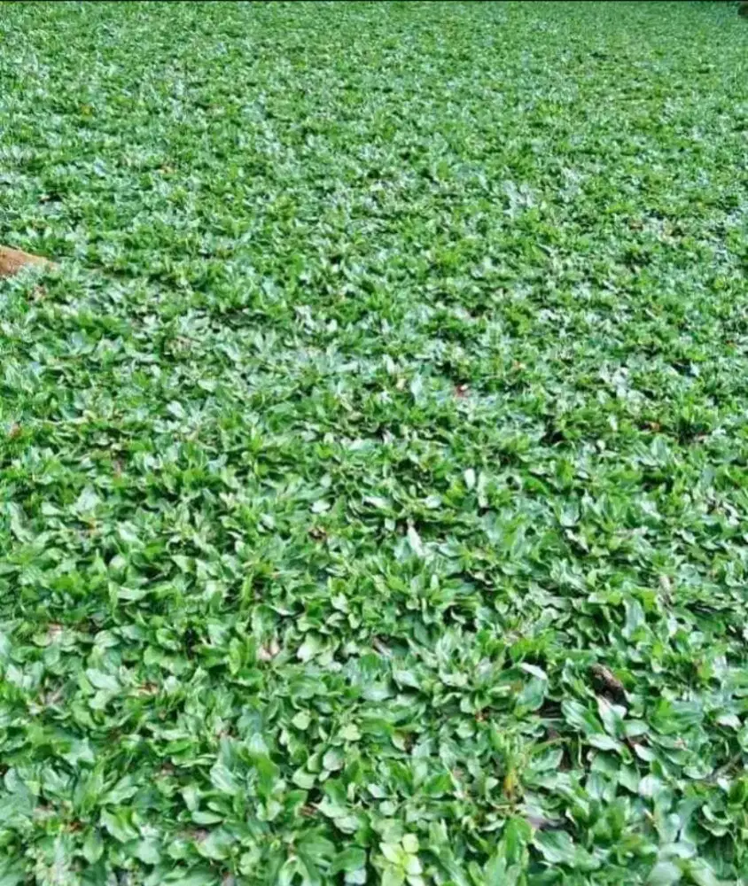 Rumput Gajah Mini Bandung – Untuk Proyek & Taman Skala Besar