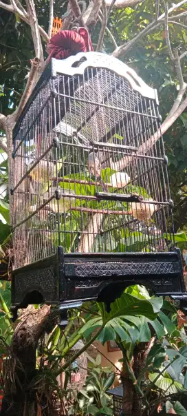 Burung Pentet jabar