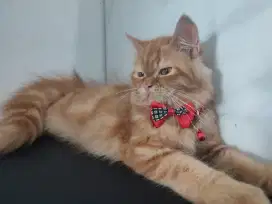Kucing persia longhair