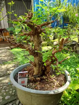 Bonsai ileng ileng