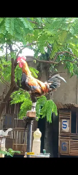 Ayam ketawa durasi sambung